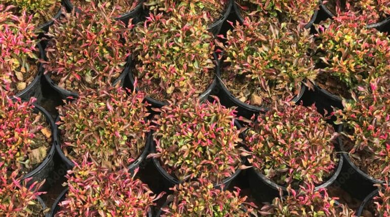 Alternanthera bettzickiana peru