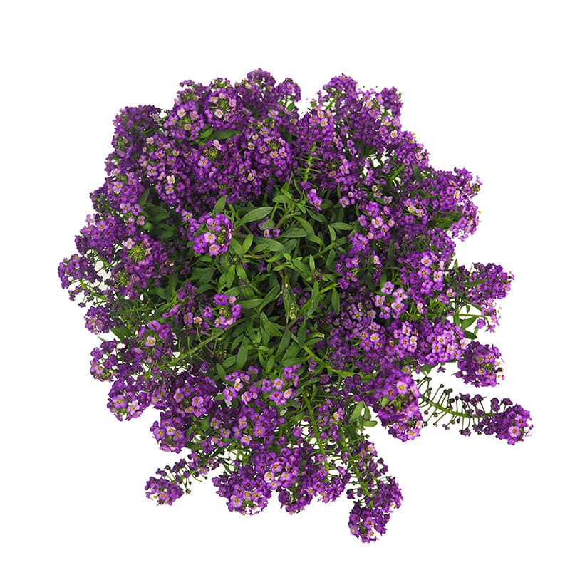 Alyssum azul planta peru