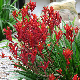 Anigozanthos cuidados
