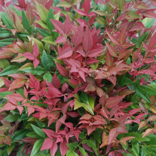 Arbolito de la felicidad nandina domestica enano peru