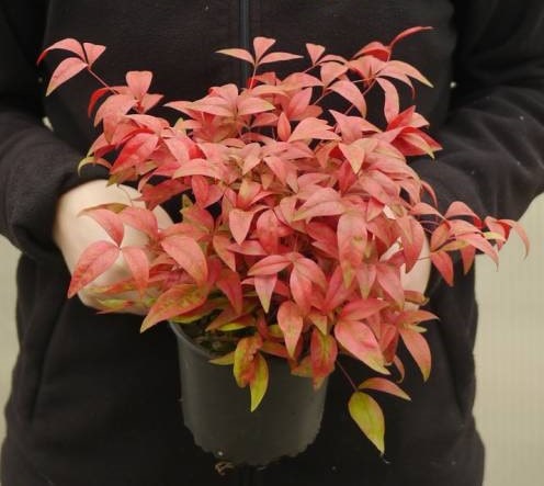 Nandina domestica enano peru