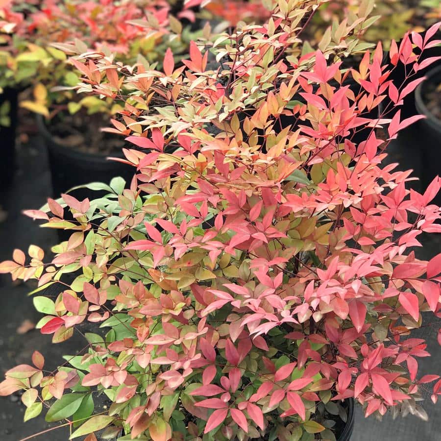 Arbolito de la felicidad nandina domestica peru