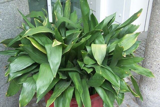 Aspidistra planta peru