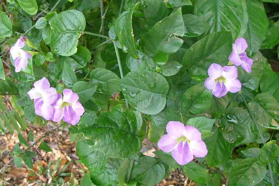 Asystasia gangetica peru