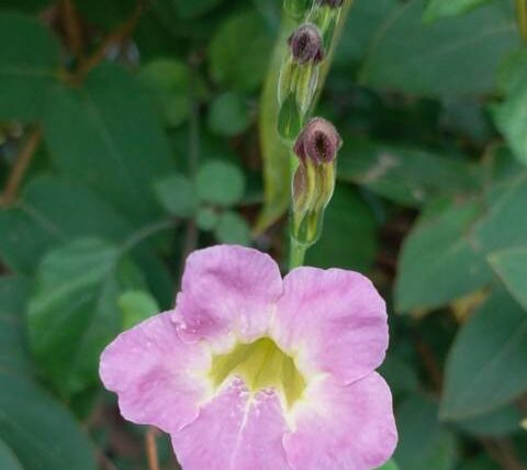 Asystasia gangetica planta peru