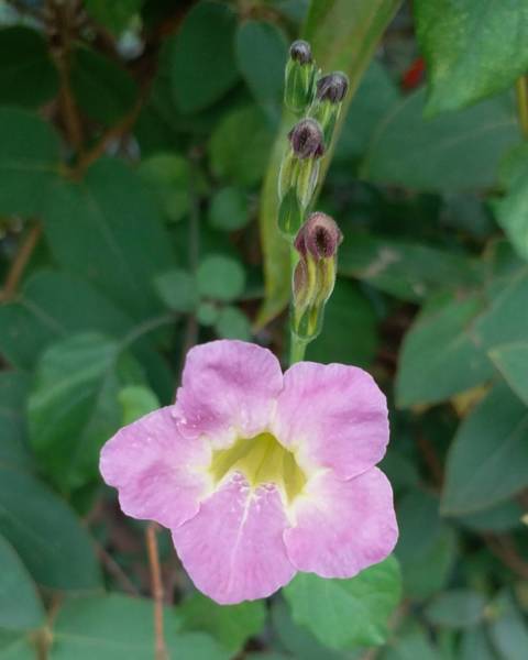 Asystasia gangetica planta peru