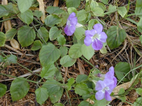 Asystasia gangetica planta peru
