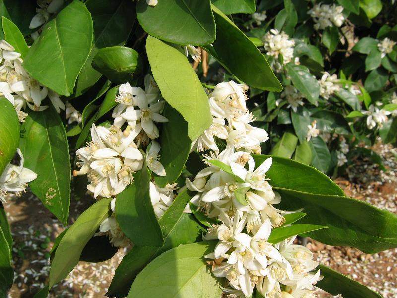 Azahar de novia planta peru