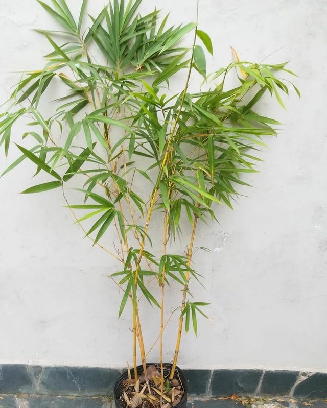 Como salvar un palo de bambú amarillo