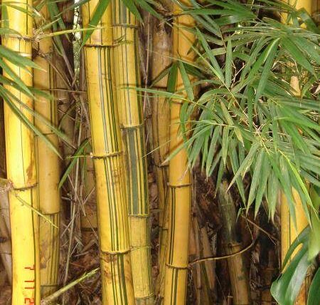 Bambu amarillo planta peru