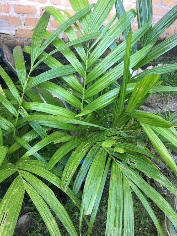 Palmera Areca triandra peru