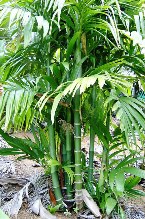 Palmera Areca Taxonomía
