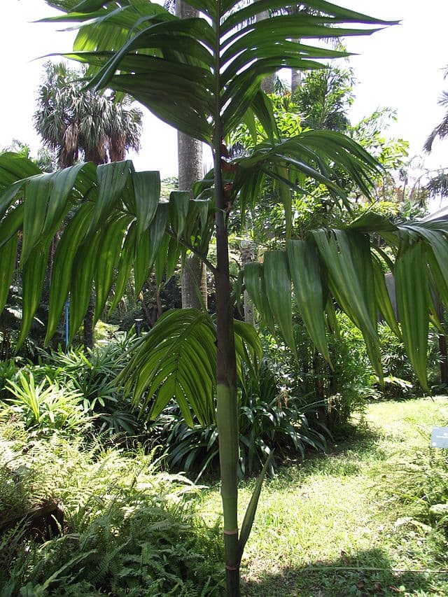 Areca triandra planta peru