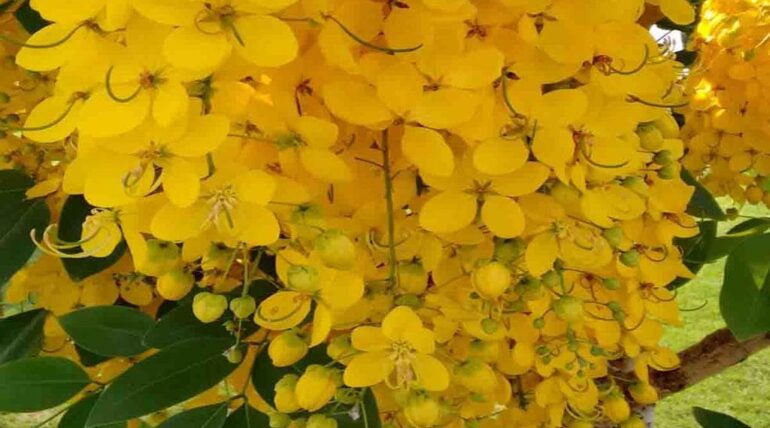 Lluvia de oro (Cassia fistula) peru