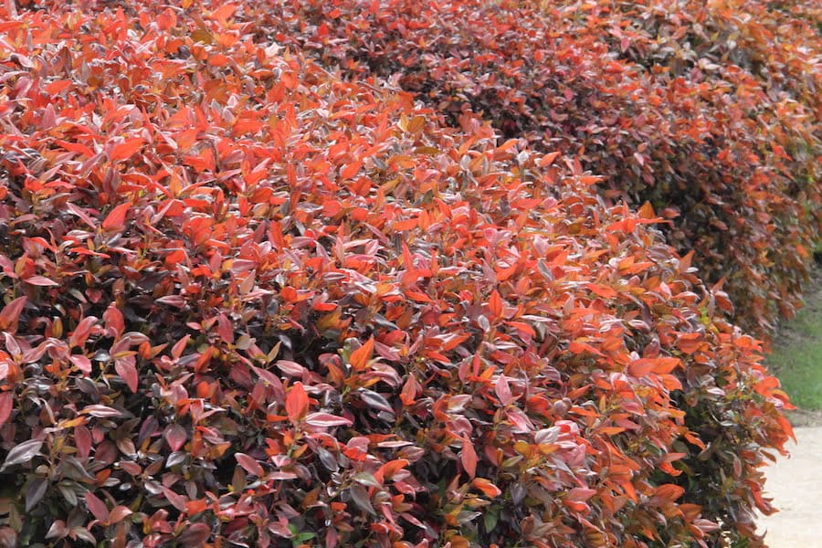 Acalifa Inferno peru