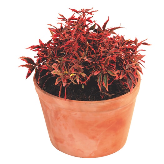 Acalifa roja enana peru