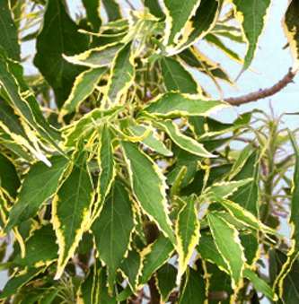 Acalifa variegada peru