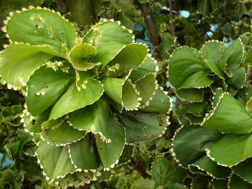 Acalifa variegada peru