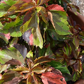 Acalifa picta roja peru