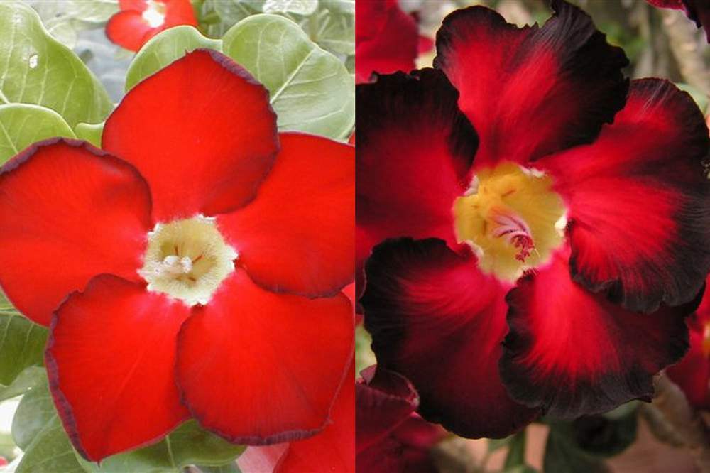 rosa del desierto colores