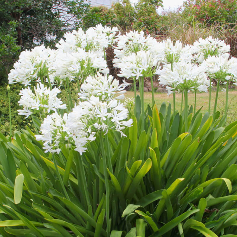 Como curar y cultivar las plantas de Agapanthus