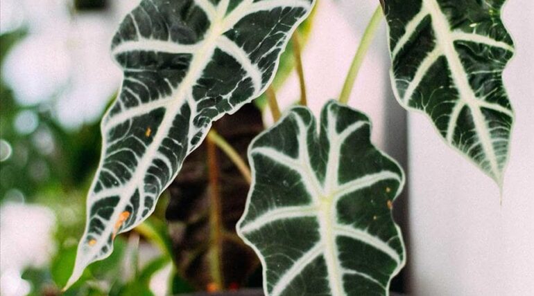 Alocasia amazonica híbrida peru