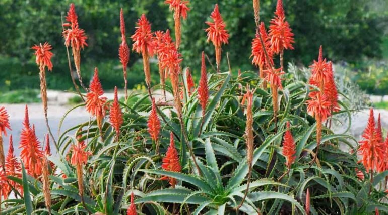 aloe arborescens peru