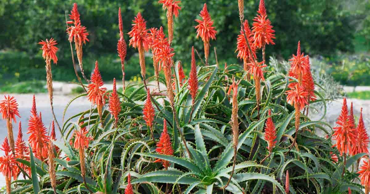 aloe arborescens peru