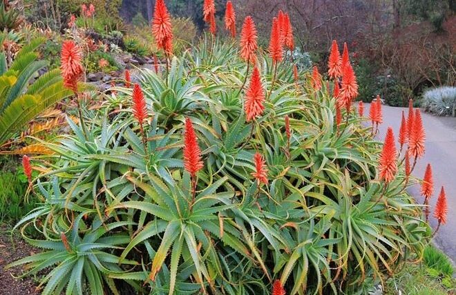 aloe arborescens peru