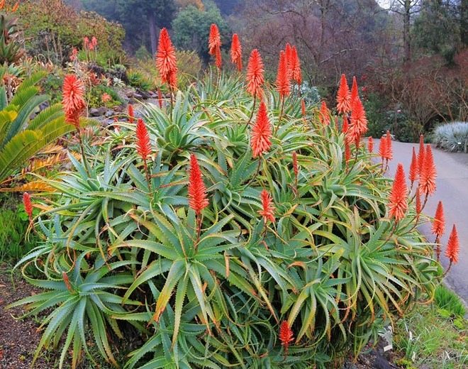 aloe arborescens peru