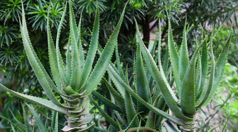 Aloe candelabro