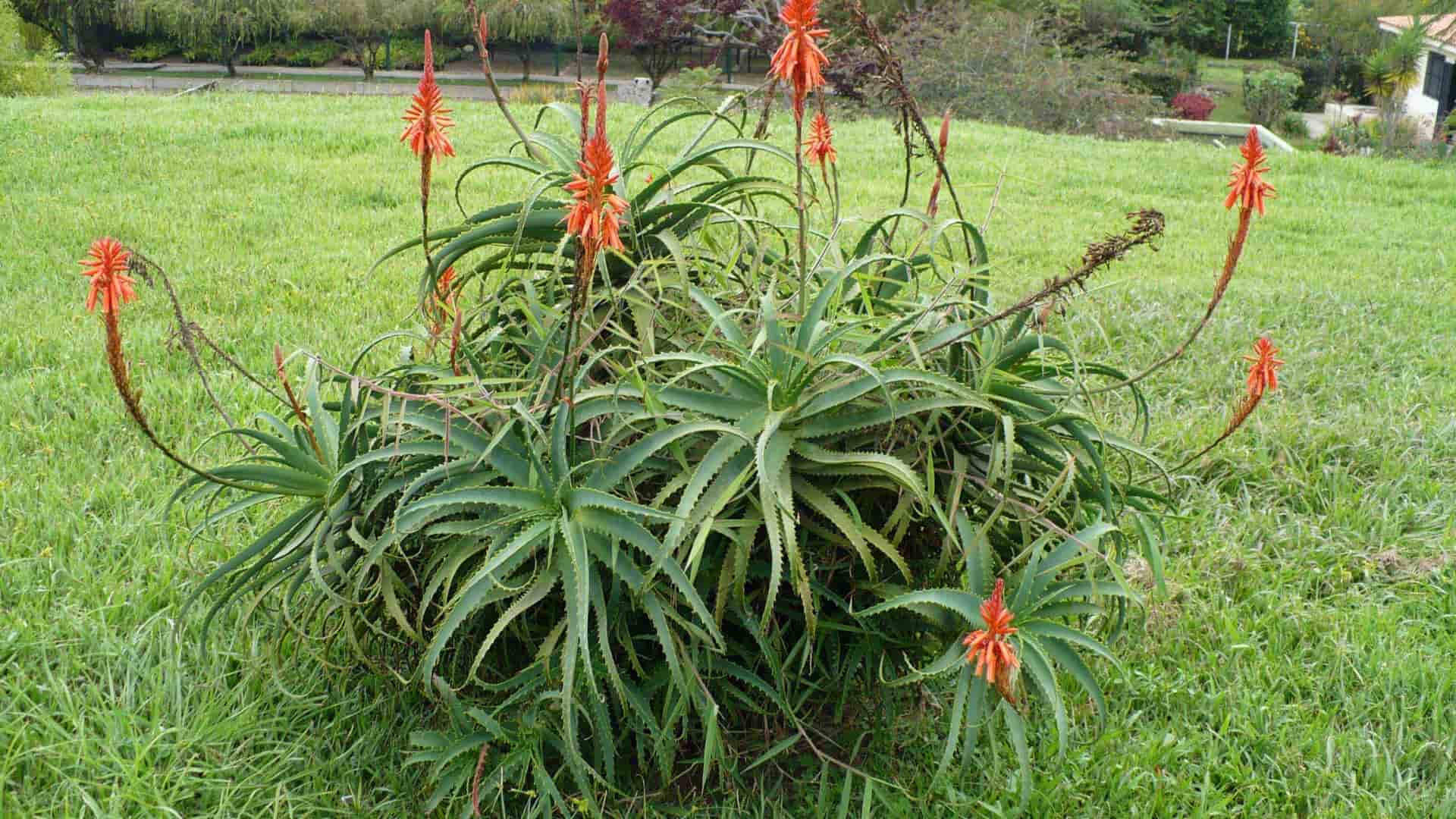 Aloe candelabro