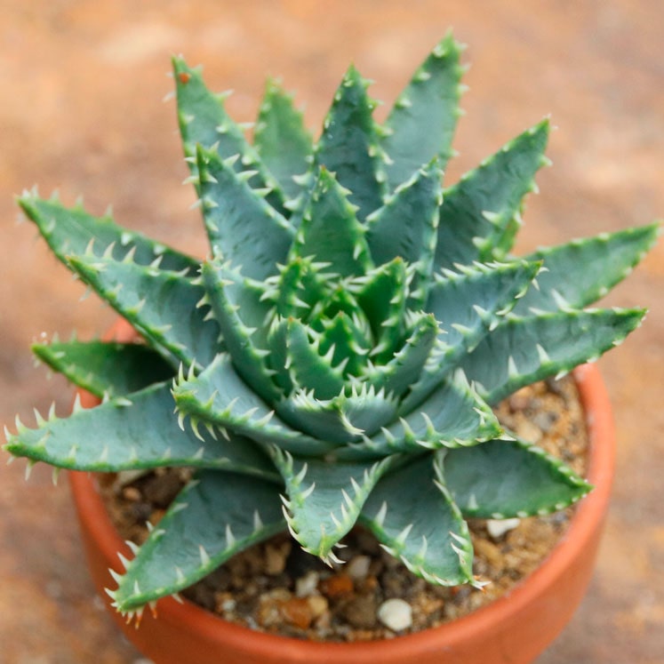 aloe azul peru