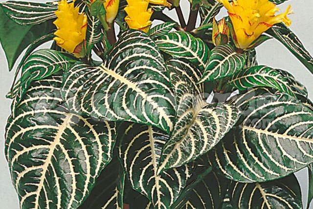 Aphelandra peru