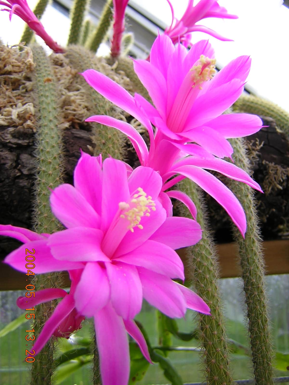 Cactus cola de rata cuidados