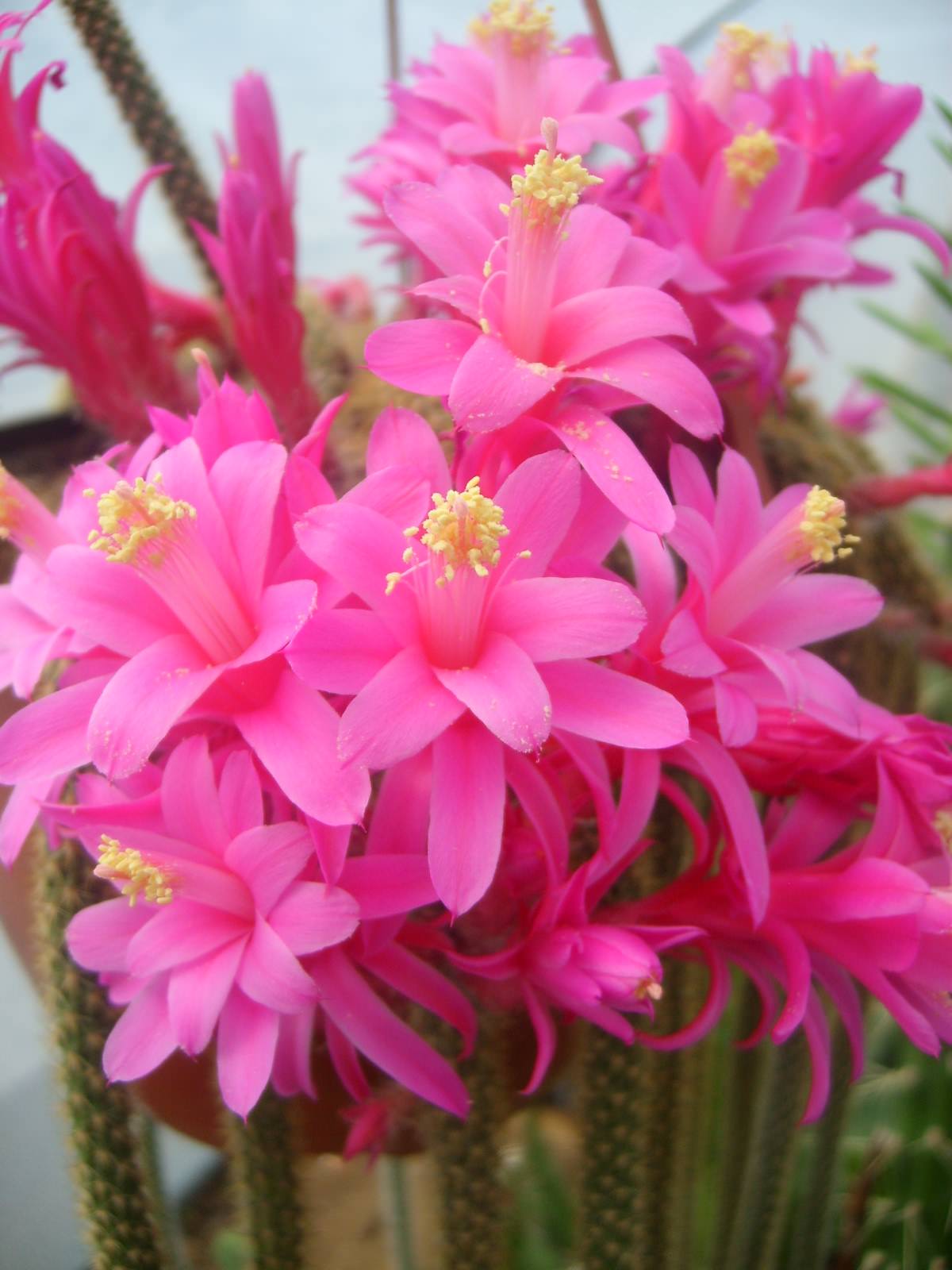 cola de mono cactus peru