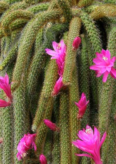 cola de mono cactus peru