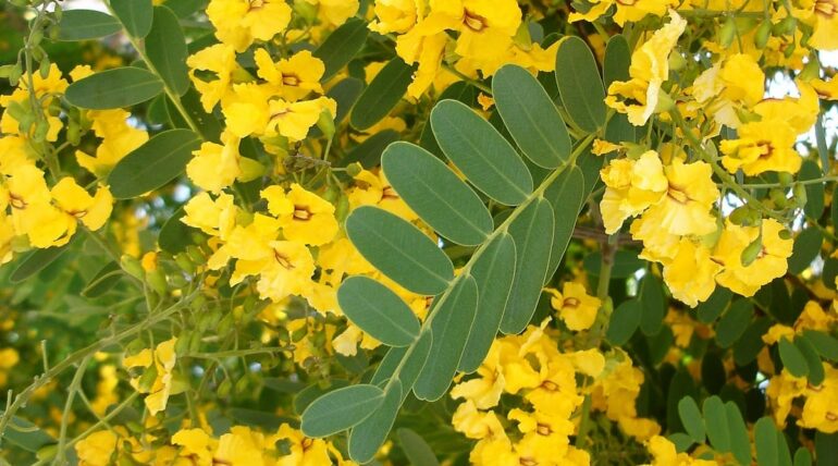 Acacia amarilla Caesalpinia pluviosa peru