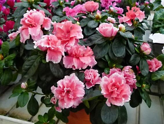 Azalea ecuatoriana peru