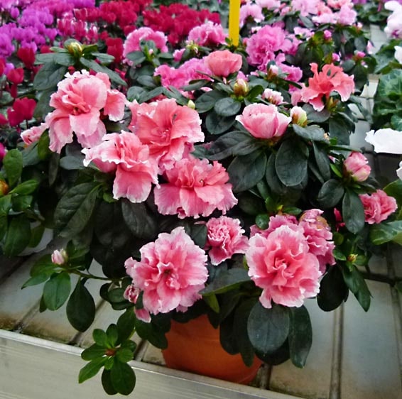 Azalea ecuatoriana peru