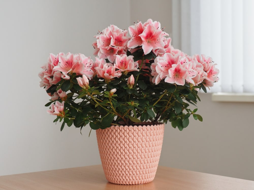 Porque se mueren las azaleas