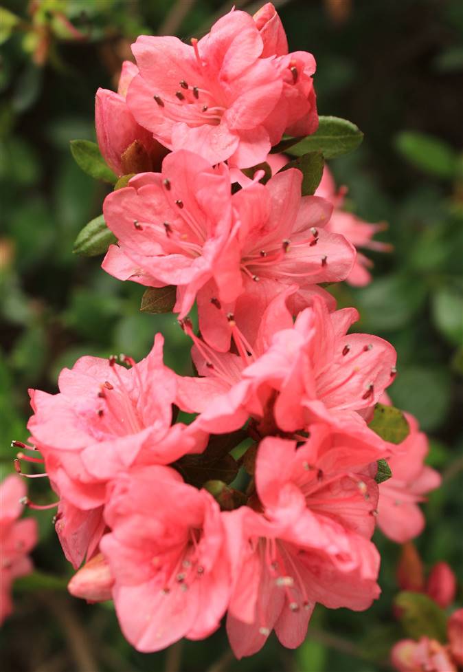 Azalea enana peru