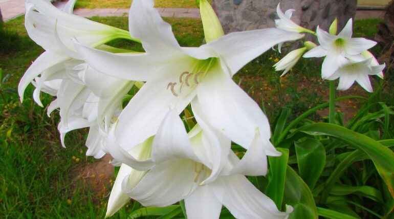 Azucena flor