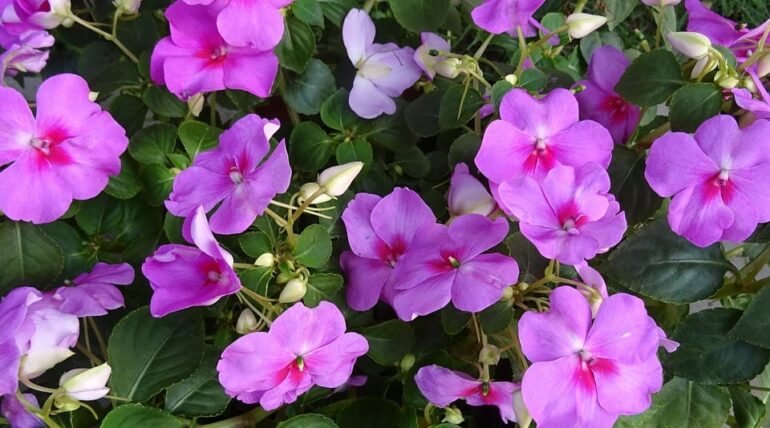 Balsamina impatiens walleriana peru