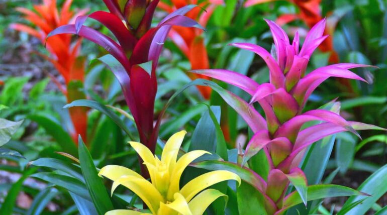 Bromelias Perú
