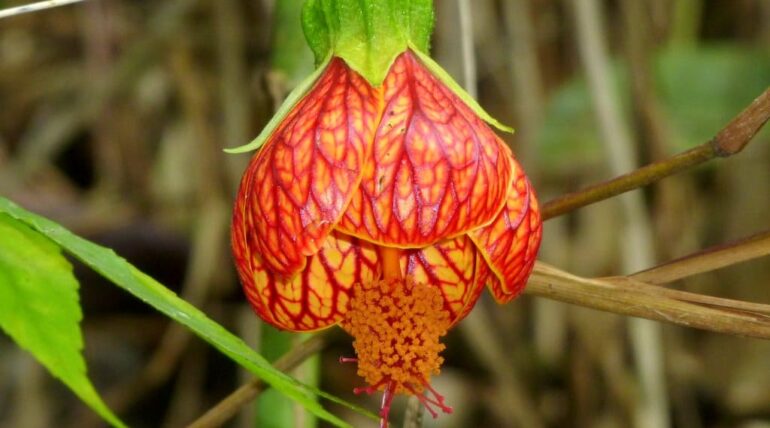 Abutilon pictum peru lima