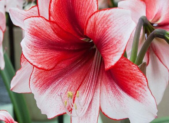 Amarilis cuando florece