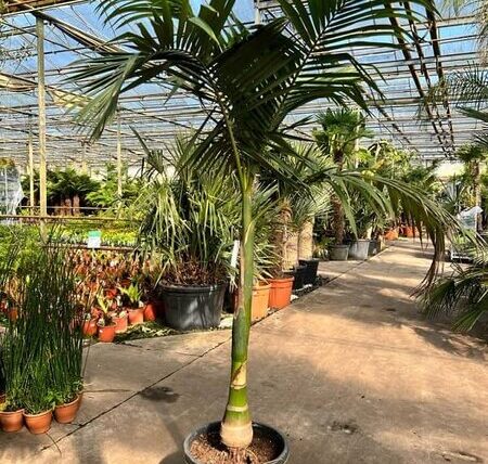 Palmera Archontophoenix alexandrae simple peru