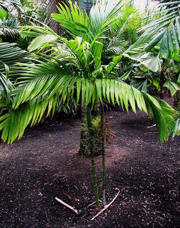 Areca nombre científico