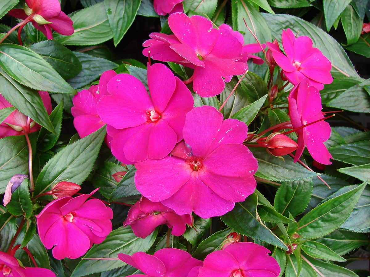 Flor de Guinea